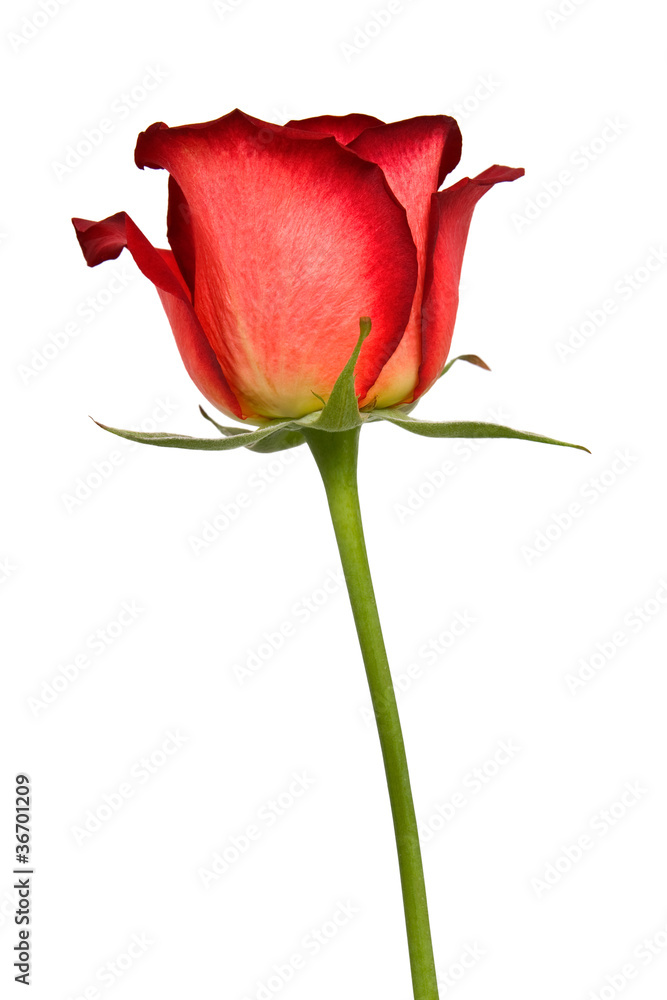 red rose isolated on white red rose isolated on white