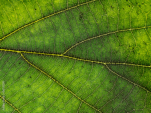 Leaf structure