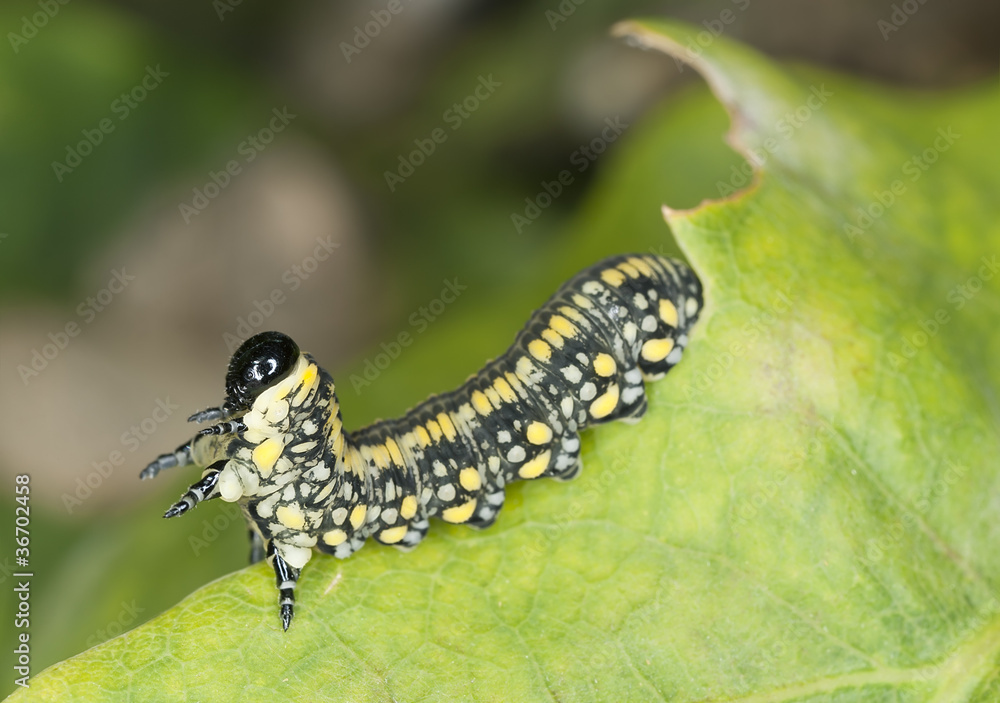 Moth larva sitting on leaf, macro photo