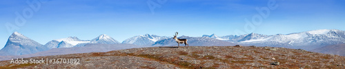 Lappland Bergpanorama mit Rentier photo
