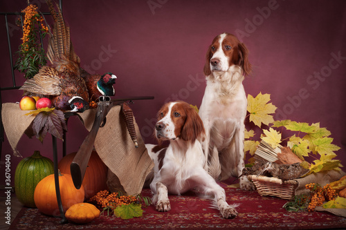 Successful bird shoot, studio photo