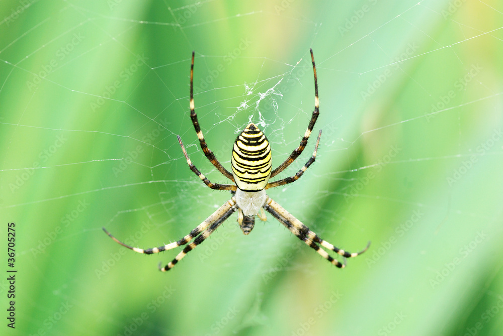 spider spider