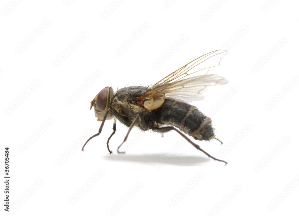 fly fly
