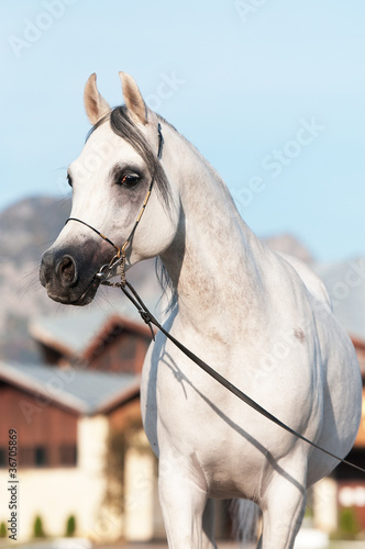 white arabian horse stallion portrait