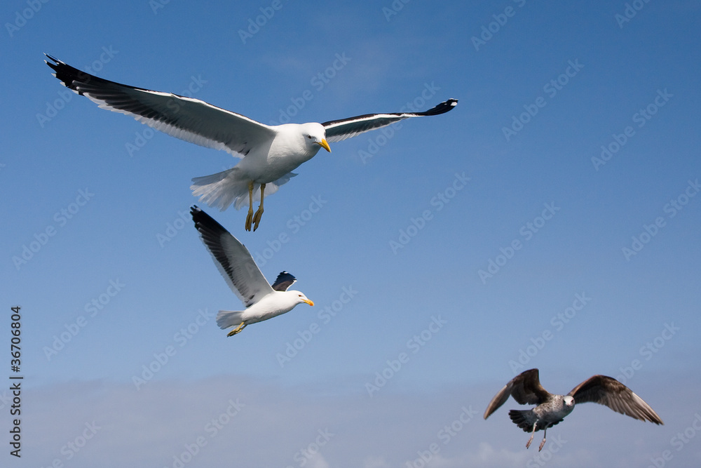 Obraz premium Gulls