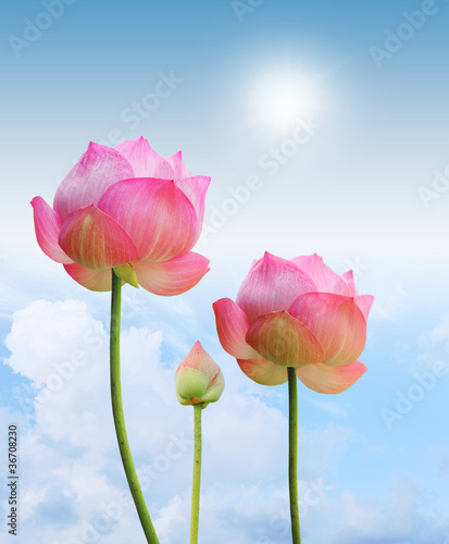 Fototapeta Naklejka Na Ścianę i Meble -  pink lotus and sun light in blue sky background