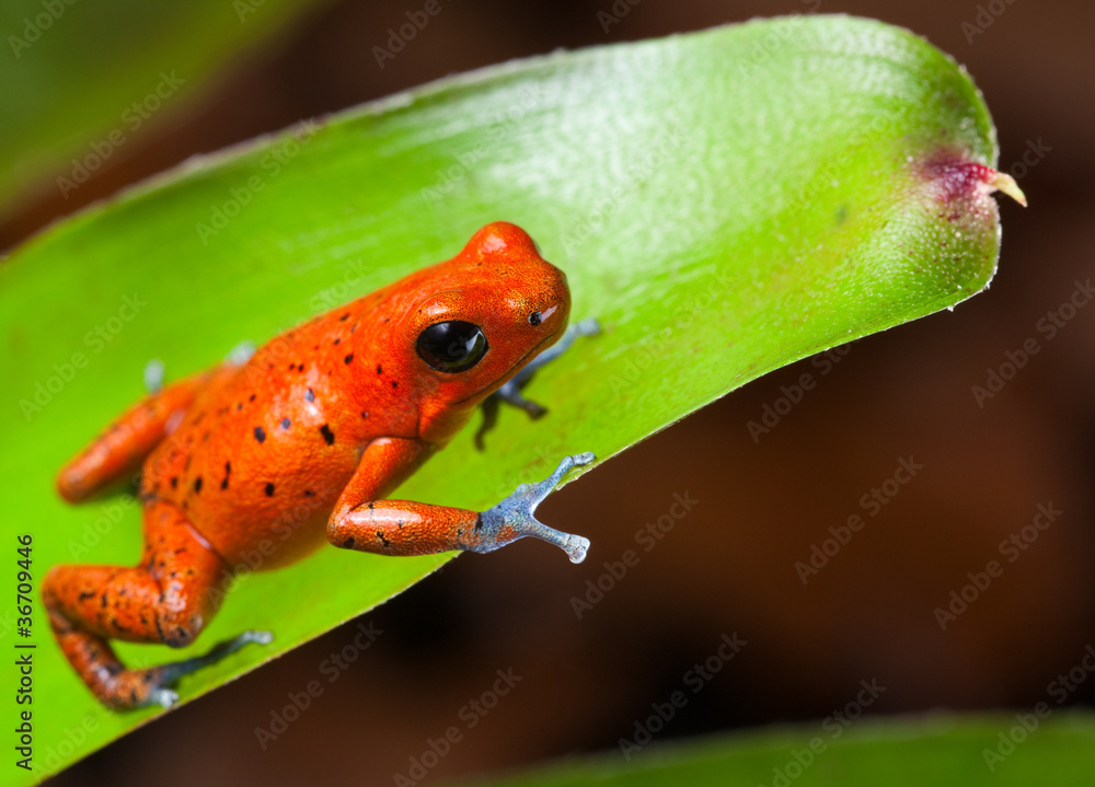 Obraz premium red poison dart frog