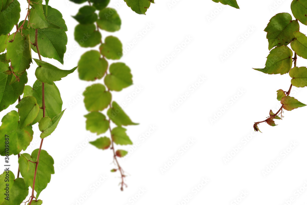 Wilder Wein - isoliert auf weißem Hintergrund Wilder Wein - isoliert auf weißem Hintergrund