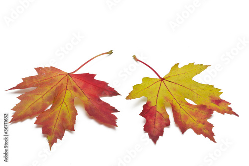 Ahornblätter mit Herbstfärbung