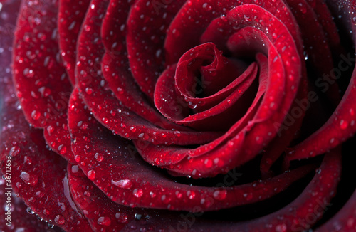 closeup photo of red rose