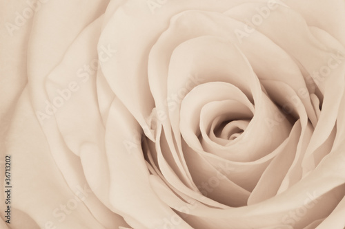 white rose close up