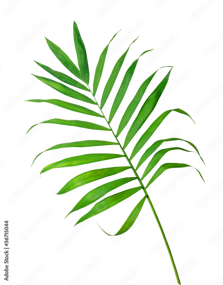Green leaf of fern isolated on white Green leaf of fern isolated on white