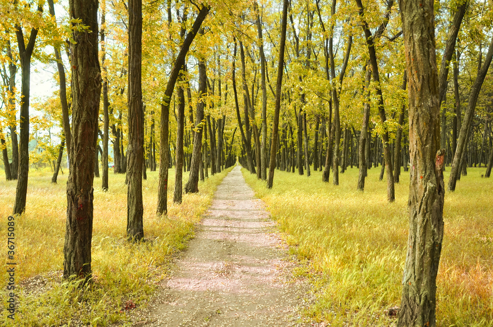 beautiful golden autumn forest