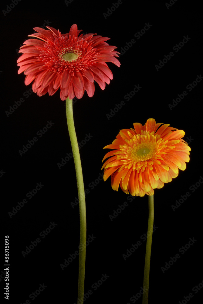 Red and Orange gerbera flowers