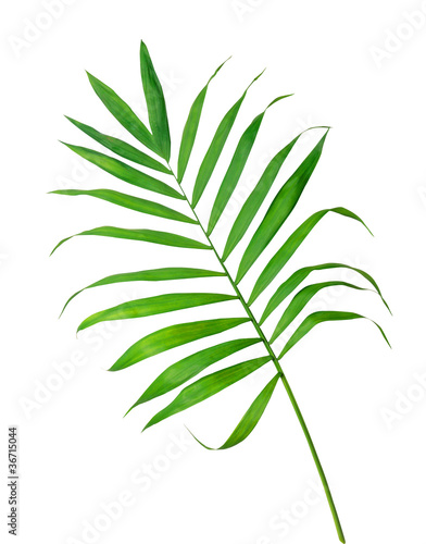 Green leaf of fern isolated on white