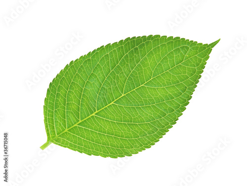 green leaf , macro, isolated on white