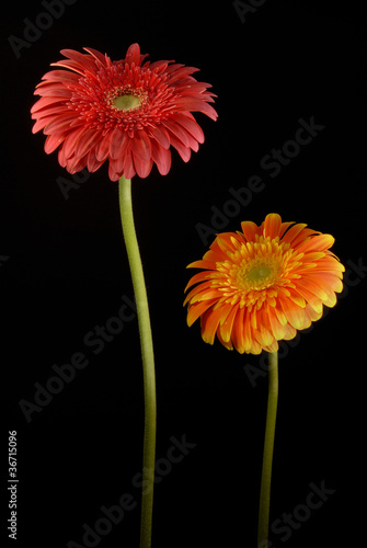 Red and Orange gerbera flowers