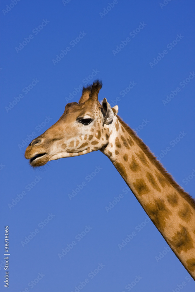 Giraffe (Giraffa camelopardalis) Giraffe (Giraffa camelopardalis)