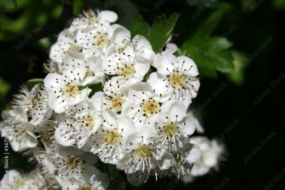 hawthorn bush hawthorn bush
