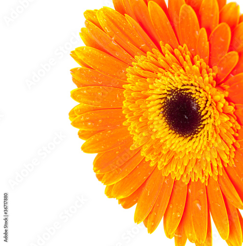 Orange gerbera