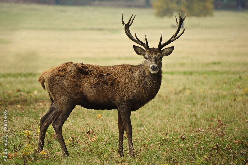 Frontal portrait of adult red deer stag in Autumn Fall