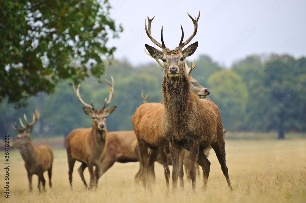 Herd of red deer stags and does in Autumn Fall meadow