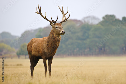 Fotobehang Portrait of majestic red deer stag in Autumn Fall