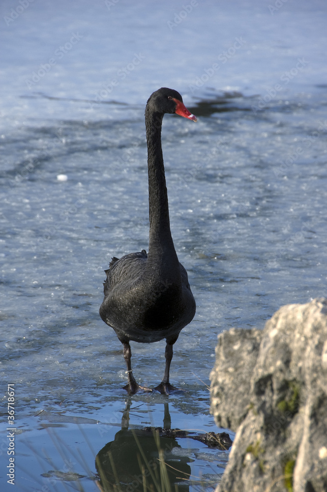 Obraz premium Black swan on frozen lake