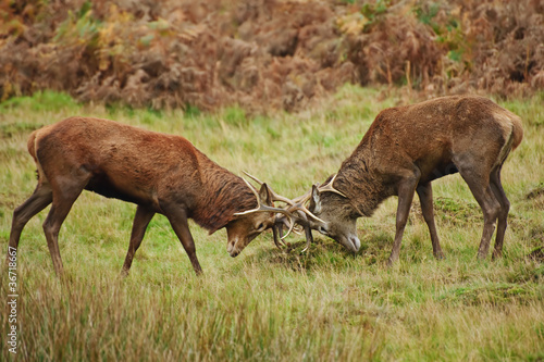 Red deer stags jousting with antlers in Autumn Fall forest meado