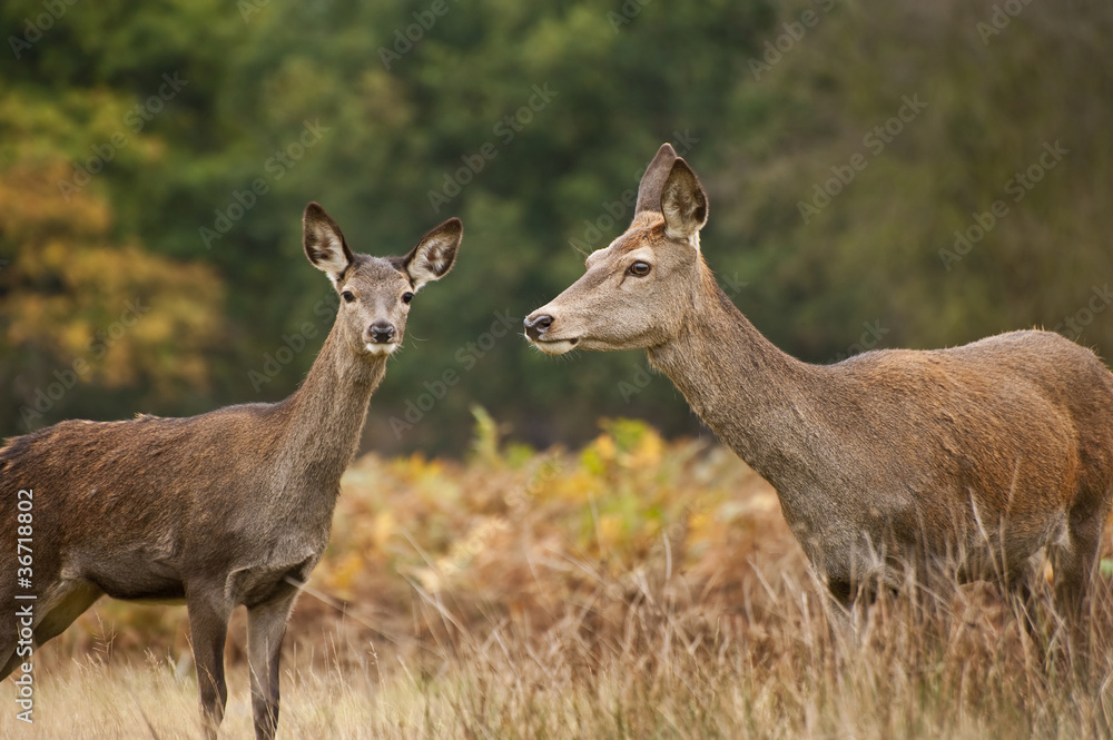 Beautiful image of red deer female does in Autumn Fall forest Beautiful image of red deer female does in Autumn Fall forest