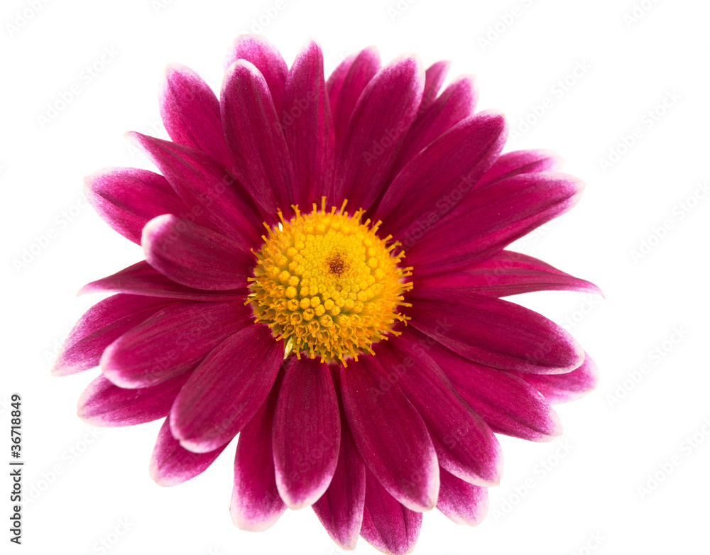 chrysanthemum chrysanthemum