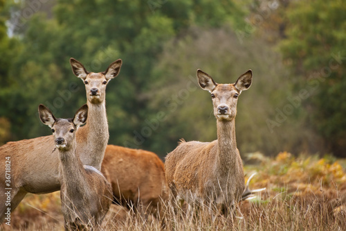 Beautiful image of red deer female does in Autumn Fall forest