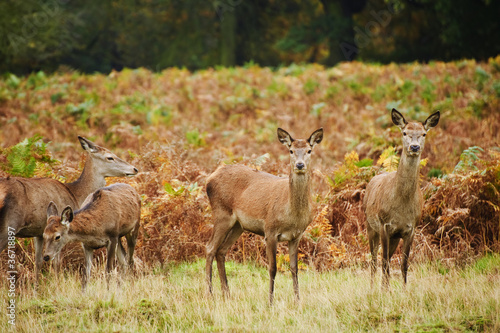 Beautiful image of red deer female does in Autumn Fall forest © veneratio