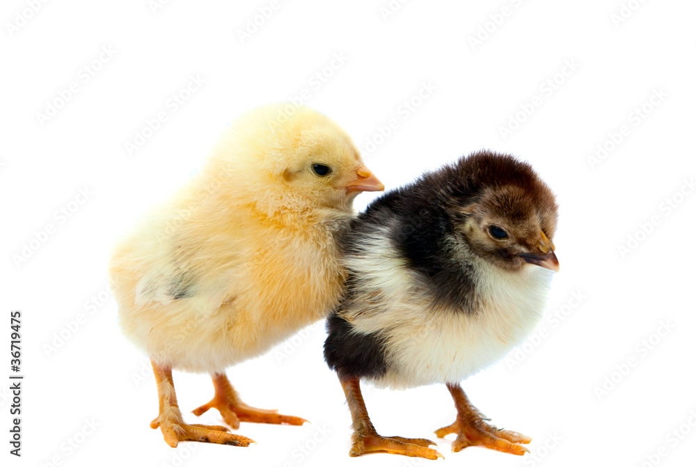 two chicken two chicken