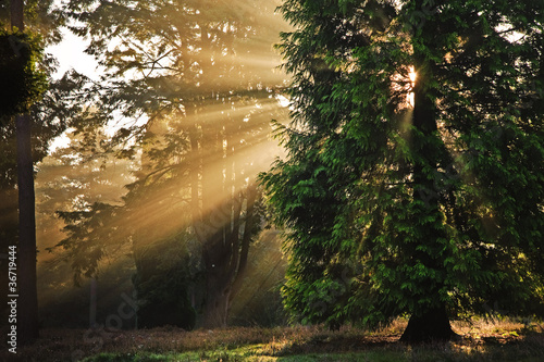 Inspirational dawn sun burst through trees in forest Autumn Fall