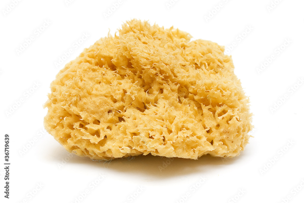 Natural Sponge Isolated on White Natural Sponge Isolated on White