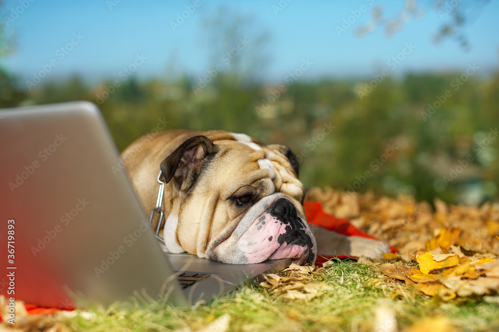Bulldog with a laptop in autumn