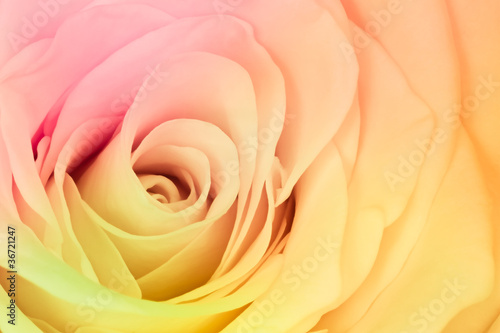 multicolor rose
