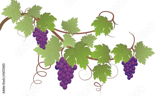Weinlaub Dekor blau