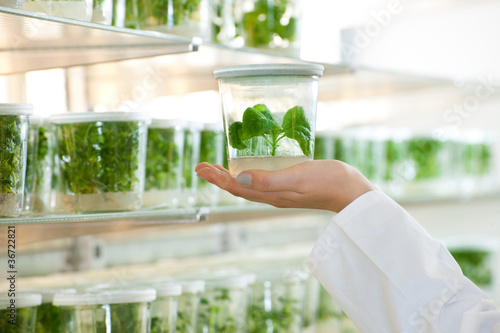 laboratory with plants photo