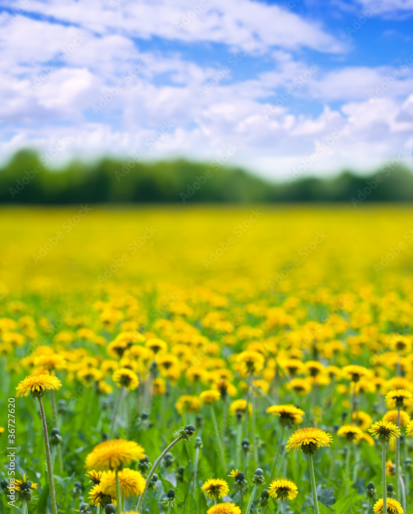 Obraz premium Summer meadow