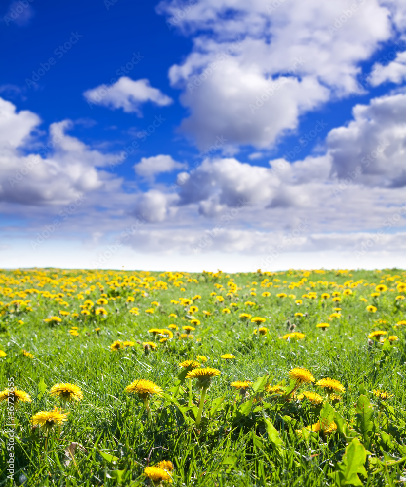 Fototapeta premium Summer landscape with dandelions