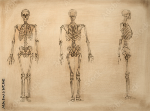 academic drawing skeletons