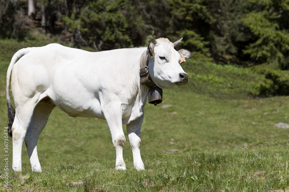 Portrait of a Piedmontese breed of beef Portrait of a Piedmontese breed of beef