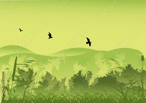 three birds above green forest
