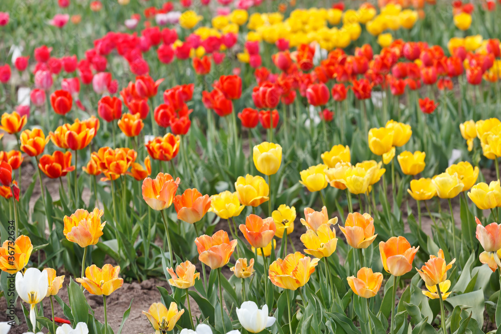 beautiful tulips