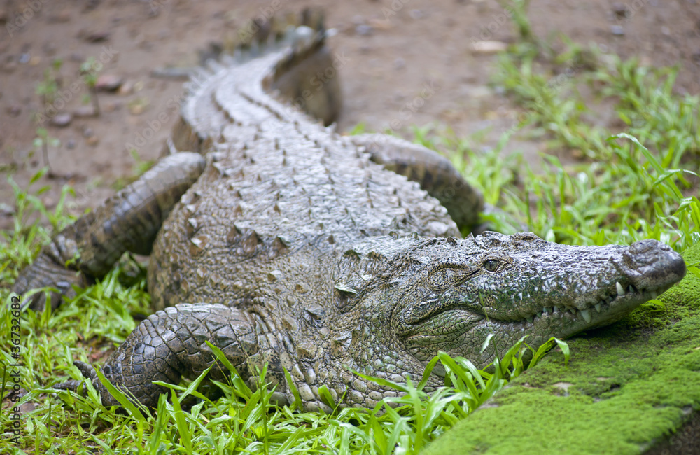 crocodile