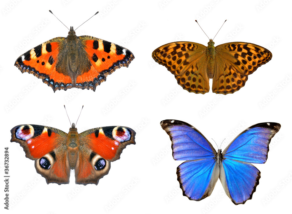Close up view of the butterflies Close up view of the butterflies