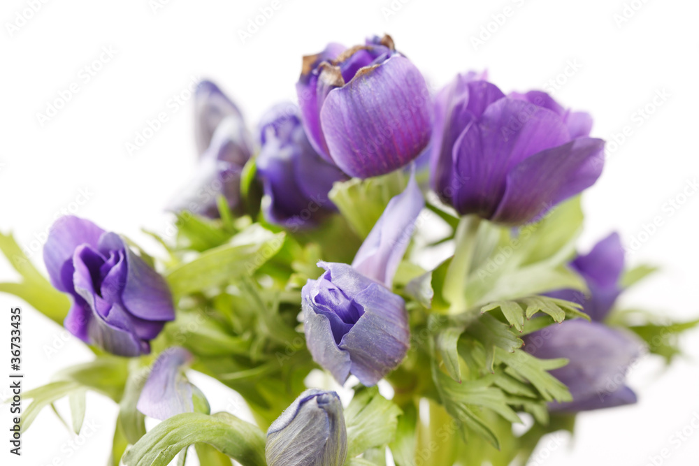 Prairie Crocus Prairie Crocus