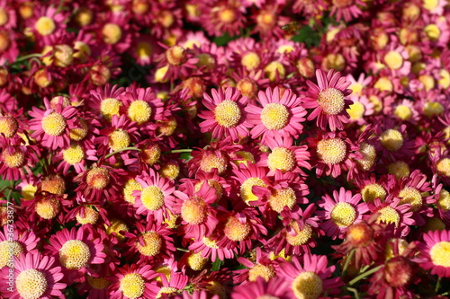 parade of chrysanthemums